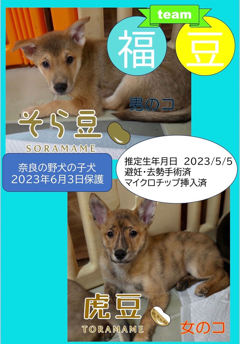 保護犬の譲渡会開催します！ - 網代商店